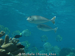 2 spotted unicornfish in shallow waters, Si-Amil Island   by Michelle Choong_khoo 